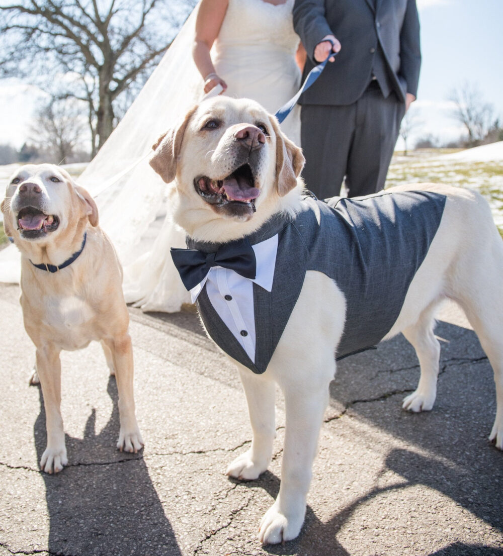 Large Dog Wedding Tuxedo With Bandanna Formal Suit