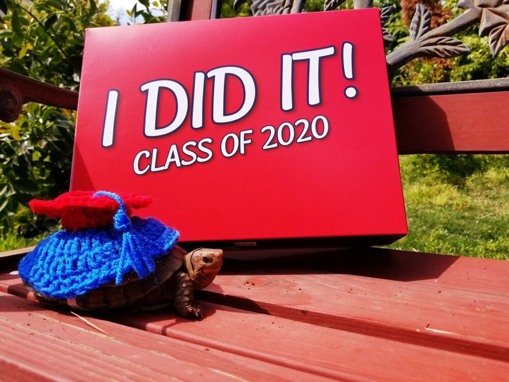 Graduation Cap Costume For Turtle/ Tortoise | Please Provide Requested Color Number in Buyer's Note