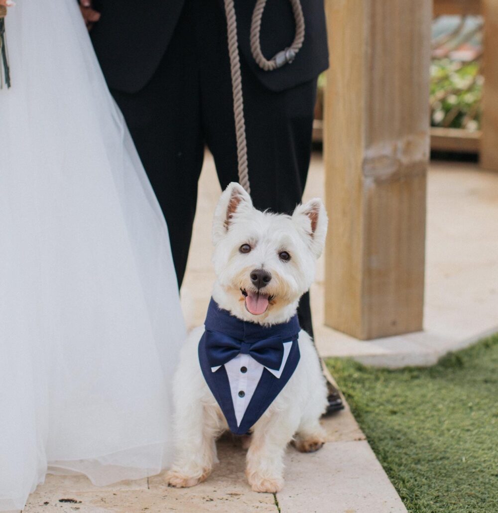 Custom Dog Wedding Tuxedo Bandana Grey Formal Wear