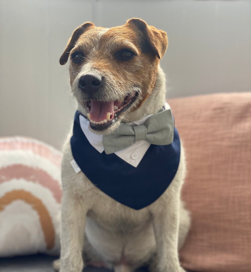 Navy Blue Dog Wedding Tuxedo With Sage Bow Tie - Dog Attire & Over The Collar Bandana