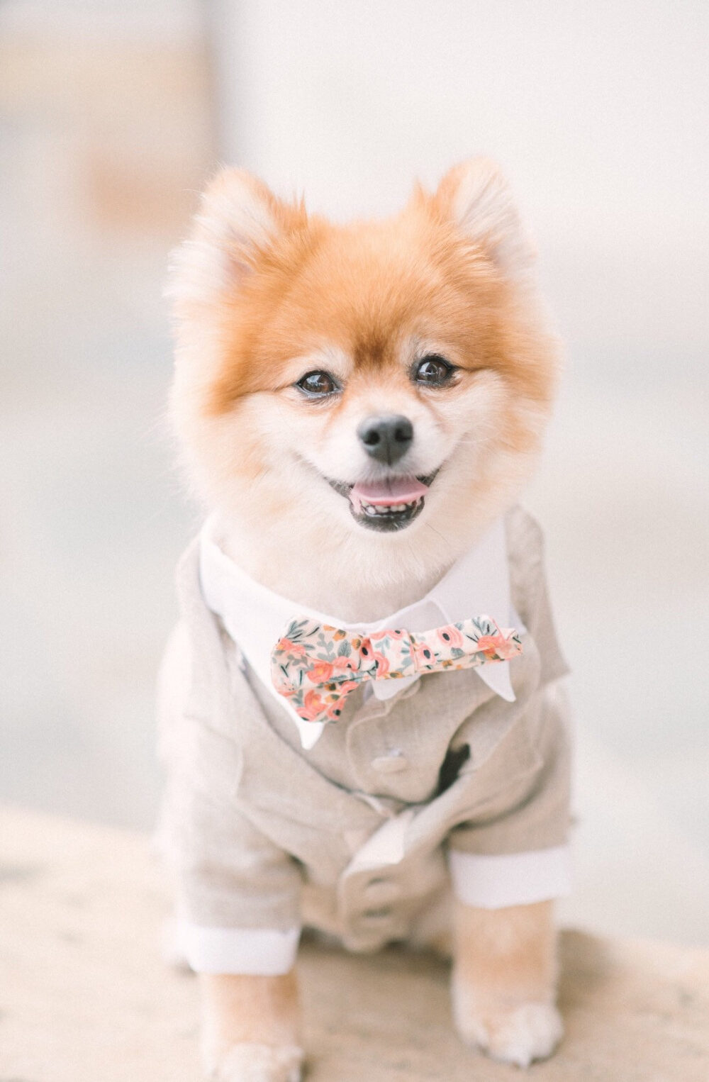Pomeranian Dog Tuxedo Custom Wedding Suit For Dogs, Ring Bearer Outfit, Handmade Attire