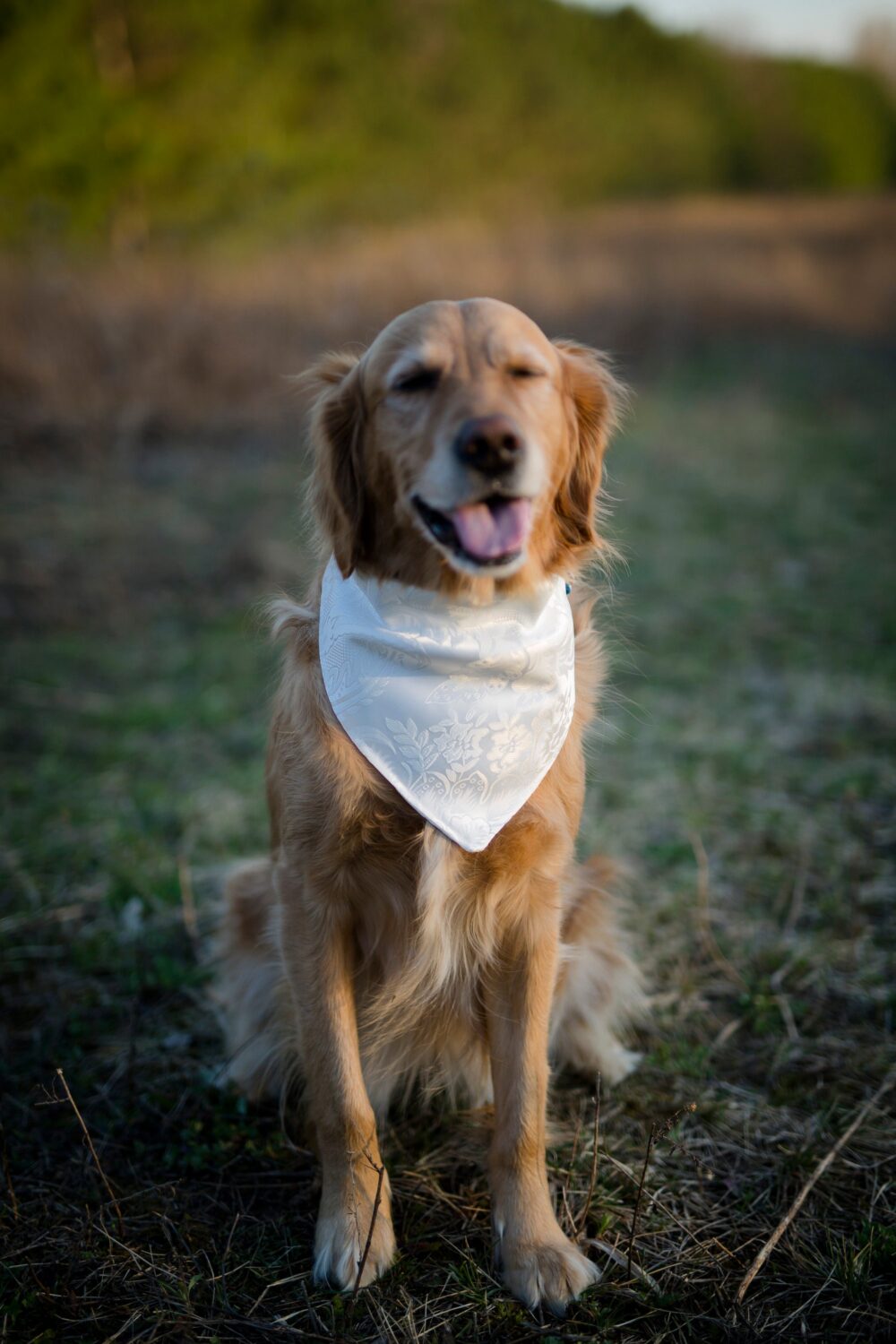 Wedding Dog Bandana Tuxedo Dog Over The Collar Bridal Shower Bride To Be Engagement Announcement Photo Prop Best