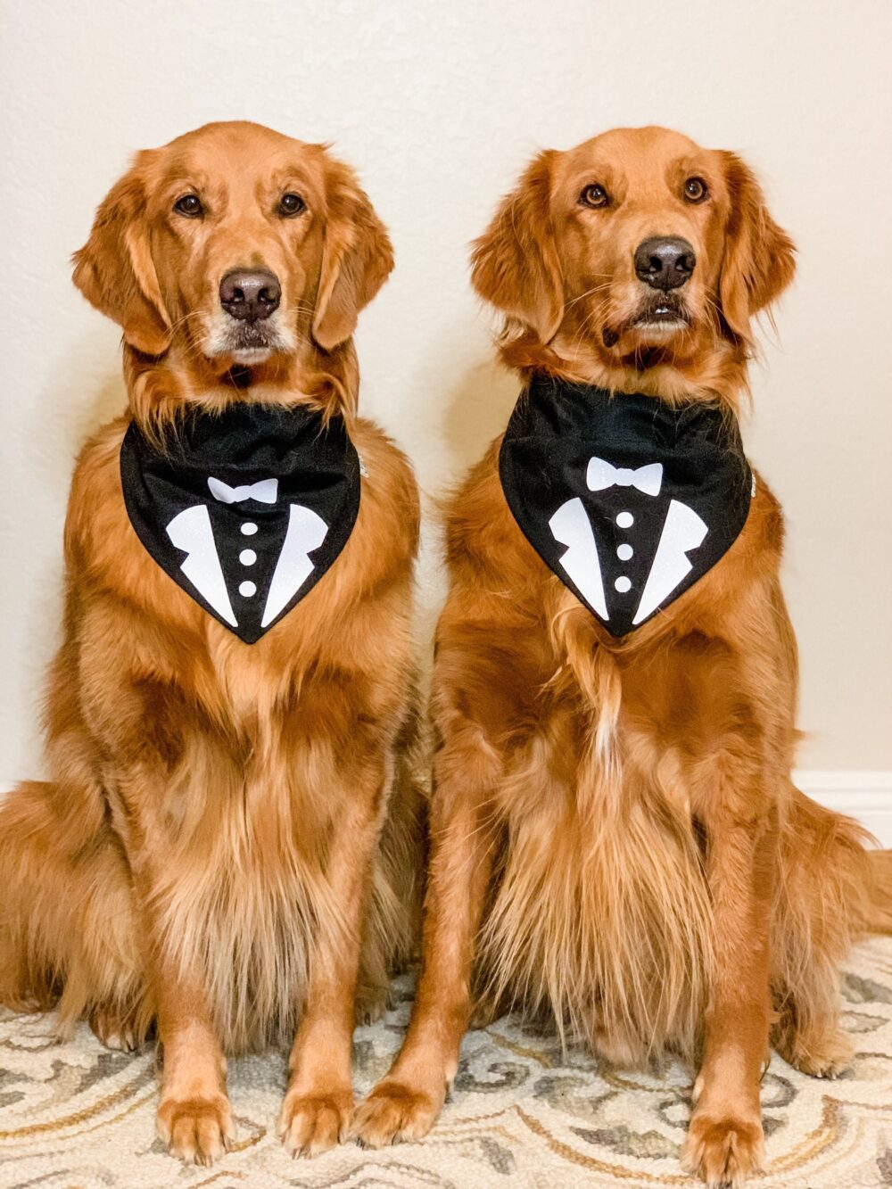 Tuxedo Dog Bandana, Wedding Attire, New Years Over The Collar Cute Bandana