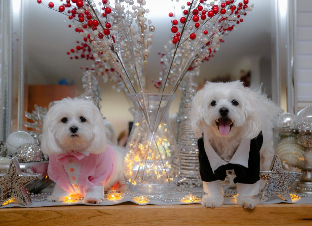 Small Dog Tuxedo For Wedding Attire | Pink Dogs Of The Bride Suit Wedding Attire Pets Dog Owner