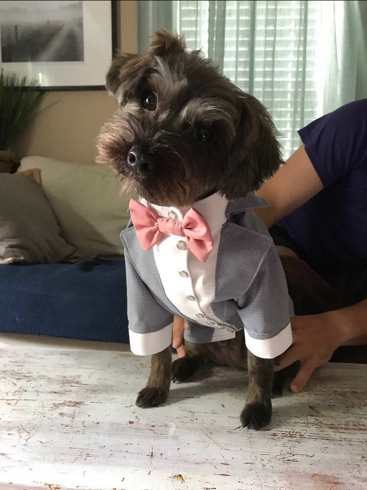 Custom Grey Dog Tuxedo Handmade Wedding Outfit With Dusty Pink Bow